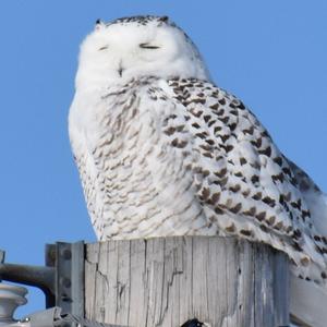 Snowy Owl