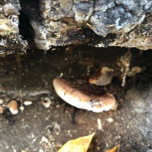 Resinous Polypore