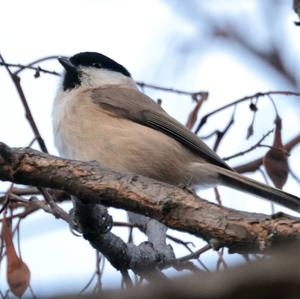 Marsh Tit