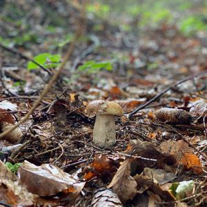 King Bolete