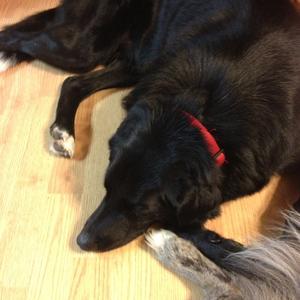 Unknown Breed