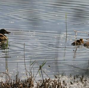 Mallard