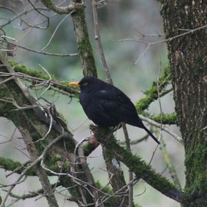 Eurasian Blackbird