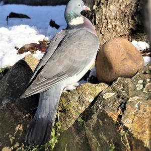 Common Wood-pigeon