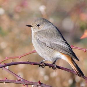 Black Redstart