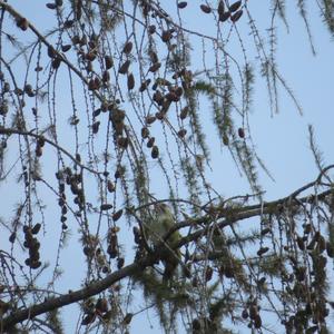 Grey-faced Woodpecker