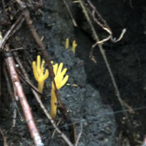 Yellow Tuning Fork
