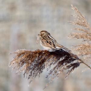 Reed Bunting