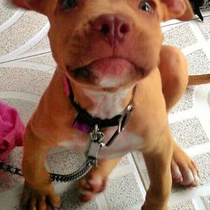 American Pit Bull Terrier