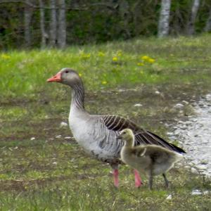 Greylag Goose