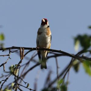 European Goldfinch