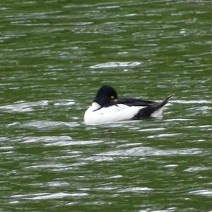 Common Goldeneye