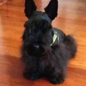 Scottish Terrier