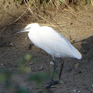 Little Egret