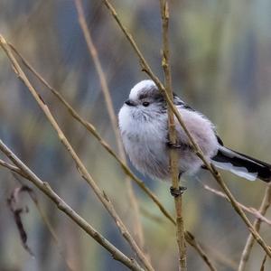 Long-tailed Tit