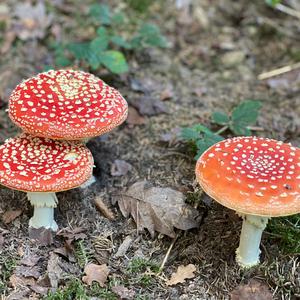 Fly Agaric