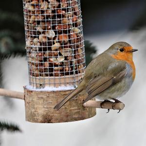 European Robin