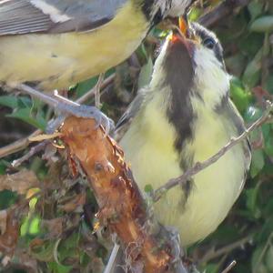 Great Tit