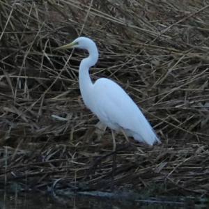 Great Egret