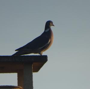 Common Wood-pigeon