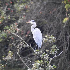 Grey Heron