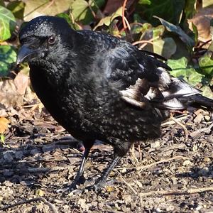 Carrion Crow