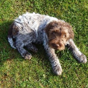 Wirehaired Pointing Griffon