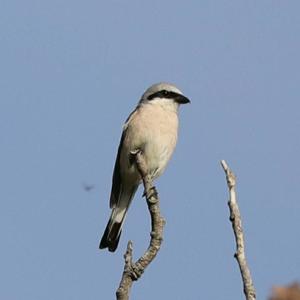 Red-backed Shrike