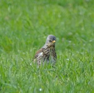 Fieldfare