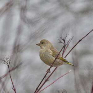 European Greenfinch