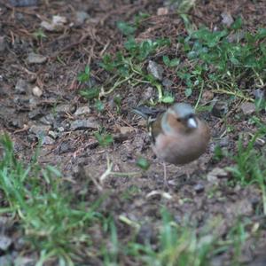 Eurasian Chaffinch