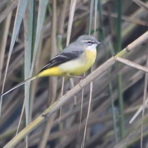 Grey Wagtail