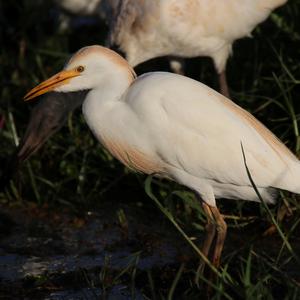 Cattle Egret