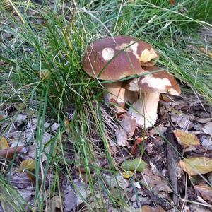 King Bolete