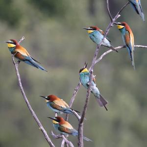 European Bee-eater