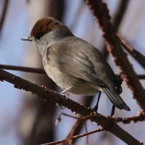 Blackcap