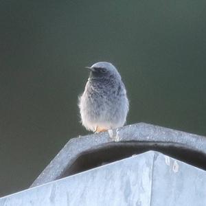 Black Redstart