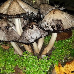 Unknown Species