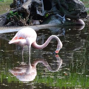 Greater Flamingo