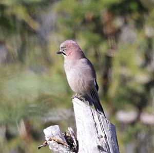 Eurasian Jay