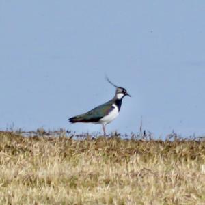 Northern Lapwing