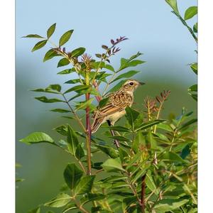 Whinchat