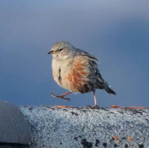 Alpine Accentor