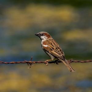 House Sparrow