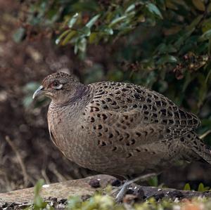 Common Pheasant