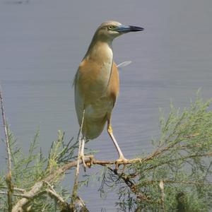 Squacco Heron