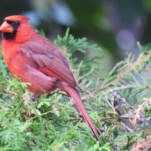 Northern Cardinal