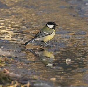 Great Tit