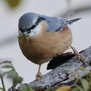 Wood Nuthatch