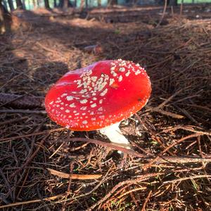 Fly Agaric